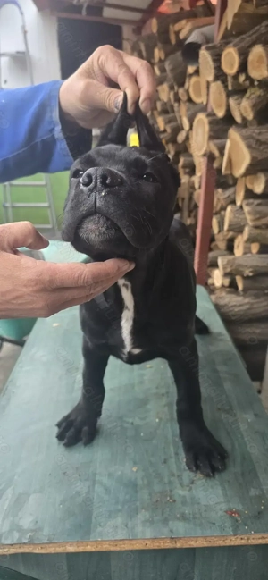 Cane corso xxl superbi 12 săptămâni.  - imagine 4