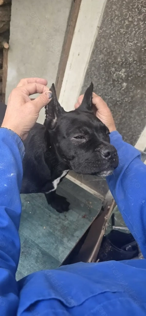 Cane corso xxl superbi 12 săptămâni.  - imagine 3