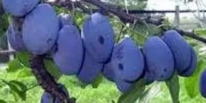 vând horinc ă de Sălaj