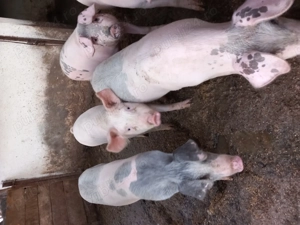 Vând porcii la 50 de kg din mascul landras - imagine 2