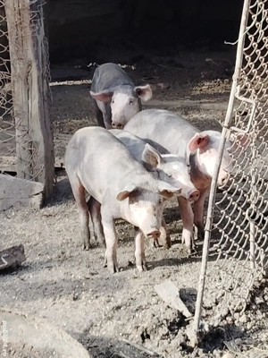 Vand grasuni pietran !