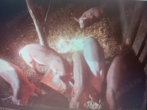 Șoldani duroc și marele alb  - imagine 2