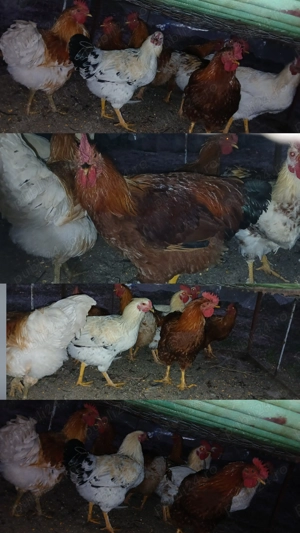 Vând cocoși de curte si Brahma - imagine 2 Vând cocoși de curte si Brahma - imagine 2