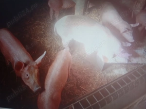 Șoldani duroc și marele alb  - imagine 3