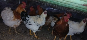  Vând cocoși de rasă mixtă și Brahma - imagine 3