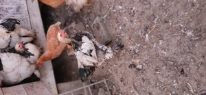 Vând cocoși de curte si Brahma - imagine 3 Vând cocoși de curte si Brahma - imagine 3