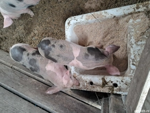 vand porci - imagine 2