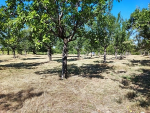 Vând teren intravilan + extravilan 