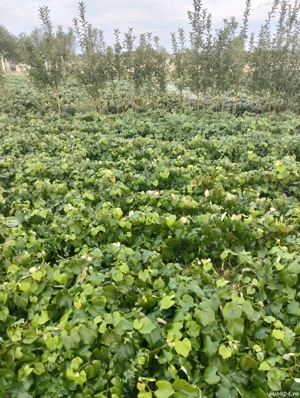 Vand Vita de Vie Nova Alba si Ananas