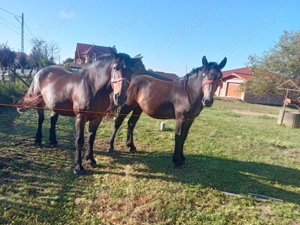 Mânza 2 disponibile una de 1 an și una de 2 ani