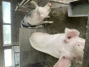 Vând porci  - imagine 2