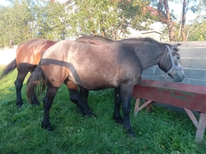 Mânza 2 disponibile una de 1 an și una de 2 ani - imagine 3