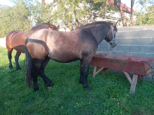 Mânza 2 disponibile una de 1 an și una de 2 ani - imagine 2