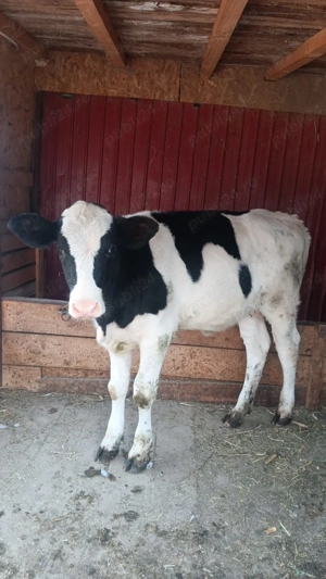 Vand vitica holstein - imagine 2 Vand vitica holstein - imagine 2