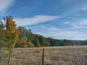 vand 1 ha padure - imagine 2