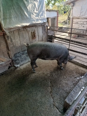 Vând porc gras ! - imagine 2 Vând porc gras ! - imagine 2
