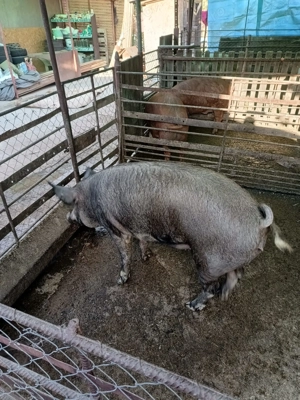 Vând porc gras ! - imagine 3 Vând porc gras ! - imagine 3