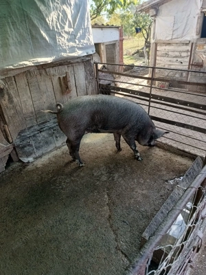 Vând porc gras ! - imagine 4 Vând porc gras ! - imagine 4