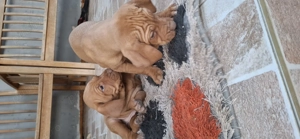 Vizsla maghiara - imagine 4