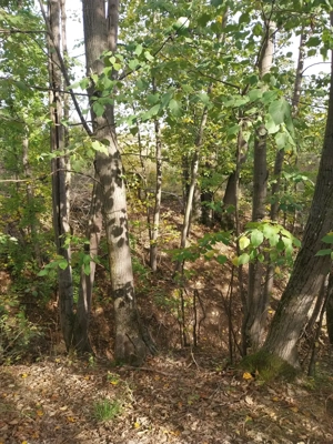 vand 1 ha padure - imagine 3