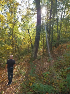 vand 1 ha padure - imagine 6