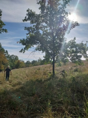 vand 1 ha padure - imagine 5