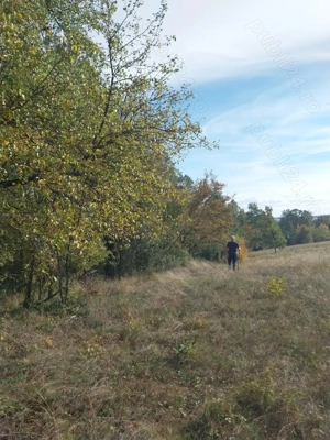 vand 1 ha padure - imagine 4