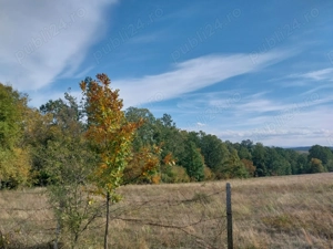 vand 1 ha padure - imagine 7