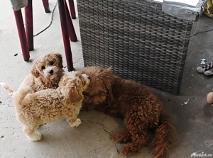 pudel mini poodel - imagine 2