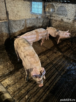 Porci pentru Craciun  - imagine 5