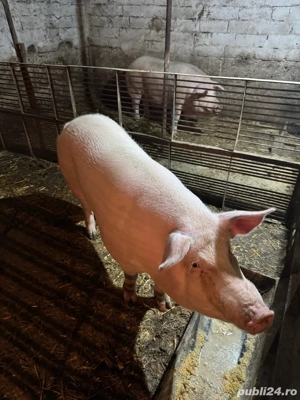 Porci pentru Craciun  - imagine 4