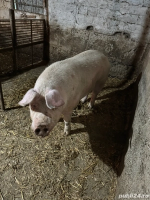 Porci pentru Craciun  - imagine 3