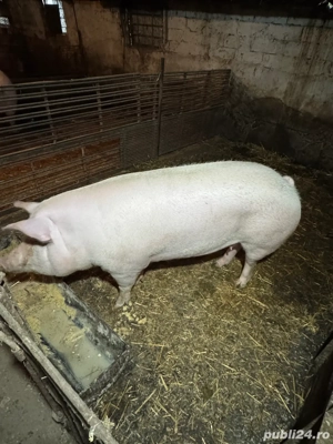 Porci pentru Craciun 