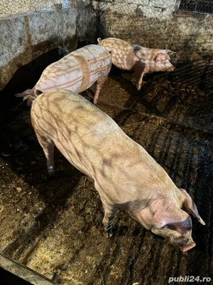 Porci pentru Craciun  - imagine 2