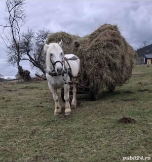 Armasar     - imagine 3