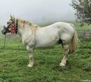 Armasar     - imagine 4