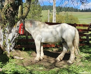 Armasar     - imagine 2