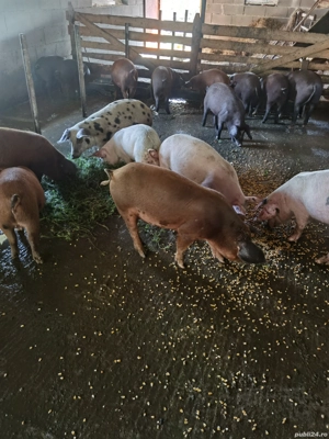 Vând porci - imagine 2 Vând porci - imagine 2