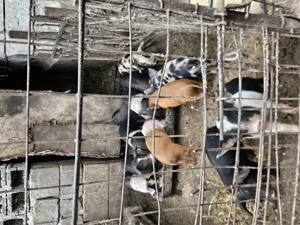 Vând 8 purcei bazna, 4 scrofițe si 4 mascuri - imagine 2