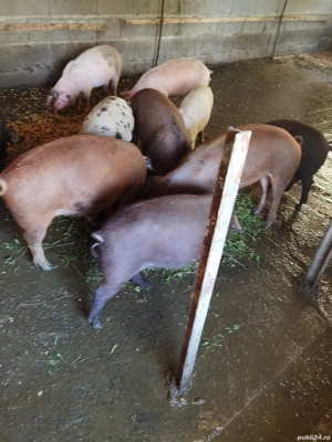 Vând porci - imagine 3 Vând porci - imagine 3