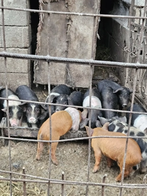 Vând 8 purcei bazna, 4 scrofițe si 4 mascuri - imagine 3