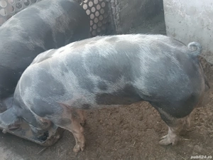 Vier pietrean belgian 