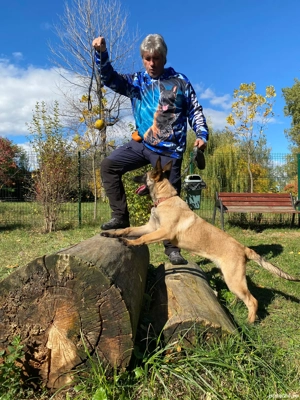 Căței Ciobănesc Belgian Malinois - imagine 4