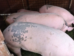 Vând porci grasi - imagine 3 Vând porci grasi - imagine 3