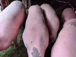 Vând porci grasi - imagine 5 Vând porci grasi - imagine 5