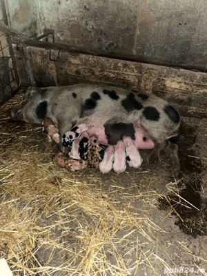 vand purcei si grasuni si scroafe gestante  - imagine 5