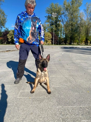 Căței Ciobănesc Belgian Malinois - imagine 5