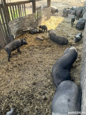 vand purcei si grasuni si scroafe gestante 