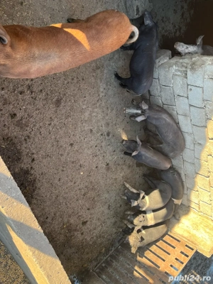 vand purcei si grasuni si scroafe gestante  - imagine 2