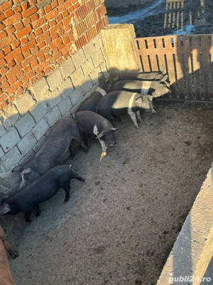 vand purcei si grasuni si scroafe gestante  - imagine 4